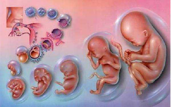 长春哪些医院供卵 2022长春市妇产医院做一次供卵三代试管婴儿多少钱? ‘孕妇